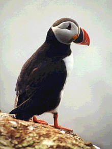 Puffin madár